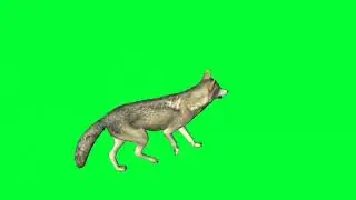 green screen fox walking,fox walk / No copyright.