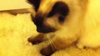 Zinzan does the paw thing