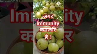 Amla Immunity Booster amla with full of Healthy benefits🌿 #amlajuice🙏#amlashots #amlarecipes #viral😱