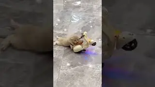 si pembalap kecil ll kucing lucu naik motor