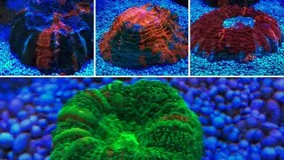 My Most Expensive Coral and Final Microbacter Clean - Reef Tank 120gal @ 500L Malaysia - week 9