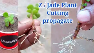 Cutting Propagate Jade Plant