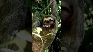 Sloths: The Masters of Chill #facts #conservation #animals