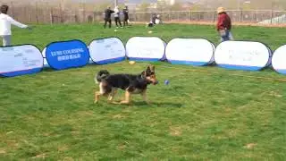 Introduction to Lure Coursing: The Ultimate Dog Sport