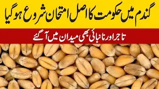 گندم میں آخر کار حکومت کا اصل امتحان شروع ہوگیا