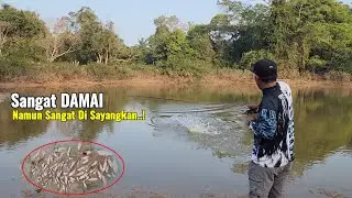 HAMPIR TAK PERCAYA..! MASIH ADA IKAN GABUS YANG SELAMAT DARI DANAU YANG DI RACUN