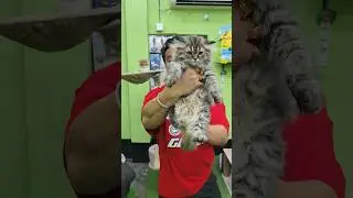 Siberian Tabby Kitten Sell Low Price. #pets #cats #kittens #shorts #tabby #catsworld
