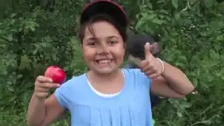 Willowgrove Day Camp: Apple Orchard