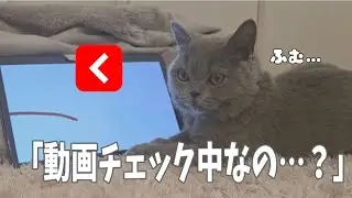 猫用の動画を見せたら、真剣すぎました😺🐾
