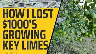 How I Lost $1000's Growing Key Limes