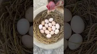 How do chickens lay eggs in clay pots #outdoors #camping #useful #forest