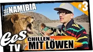 Was tun wenn man einen wilden Löwen begegnet? #RoadTripNamibia - Day 3