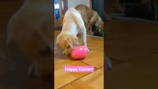 Ellen was visited by the Easter Bunny! #subscribe #cute #puppy #doglover