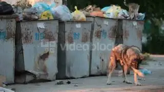 HOMELESS HUNGRY DOG LOOKING FOR FOOD NEAR THE TRASH BINS VVBXG249X