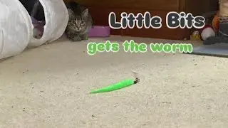 Little Bits #kittensplaying #rochesterny #fosterkittenrescue #bobtail #tabbycat