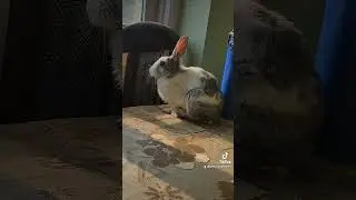 End Of 2081 Bs and tomorrow New year 2082 BS so last year sunbath what your? #bunny #newyear2082bs