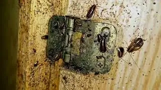 Cleveland Cockroach Control: The Best Methods to Get Rid of Cockroaches | LakewoodExterminating.com