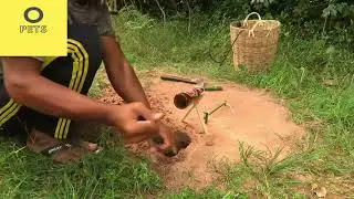Unique Wild Chicken Trap Using ANCHOR Bottle & Wood   Fantastic Creative Wild Chicken Trap (O-pets)