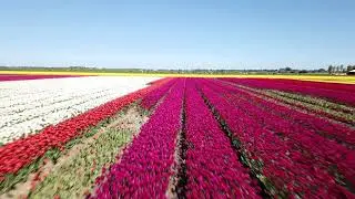 Flying Above The Famous Dutch Tulip Fields