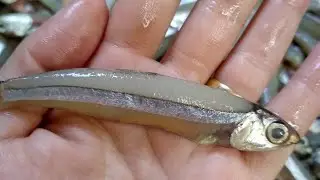 COMO FAZER MANJUBINHA FRITA ( pipitinha ou ginga )