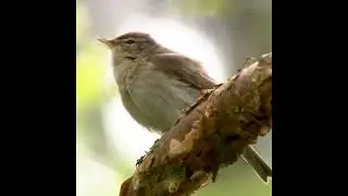The Mysterious Journey of Winter Migratory Birds | A Glimpse of Nature's Beauty