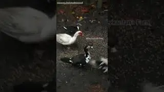 #Muscovy_duck/#മണിത്താറാവ് Sreekantan's Farm, Erezha South PO, Cettikulangara, Alappuzha: 9995140145