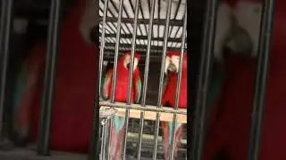 Adult Pair#Green wing Macaw#Ara chloropterus.Red Macaw, captive parrot breeding# Farming#Aviculture