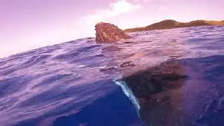Swimming with a humpback whale in Aitutaki, Cook Islands. September 2023