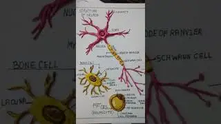 neuron structure #nervecell#biology#science#diagram#