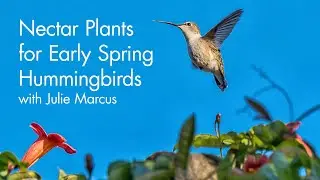 Nectar Plants for Early Spring Hummingbirds