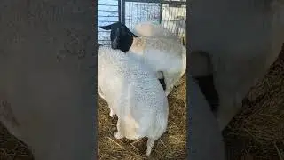 Ось в нас скільки Дорперів!🐑)