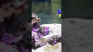 surgeonfish in a reef aquarium