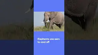 Interesting animal facts