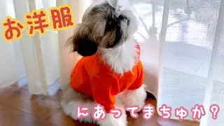 初めてのお洋服似合ってますか？【シーズー】