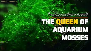 RARE AQUARIUM MOSS COST MORE THAN DRUGS? | THE QUEEN OF MOSSES | Expensive Rare and Exotic Moss