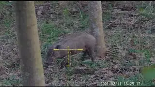 Berburu babi pakai senapan PCP, Babinya lari nikung dan kecelakaan 🤭🤭🤭