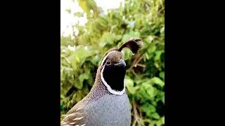 California Quail