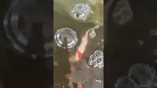 My KOI got sick with fin rot! (Part 1)
