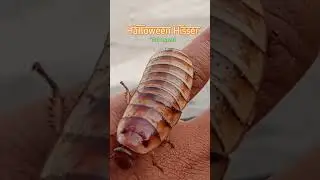 Halloween hisser #hisser #viral #exotic #exo #viral #insect #feeders #viralvideo