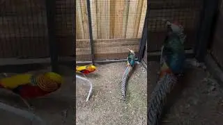 Golden Pheasant and Lady Amherst Pheasant