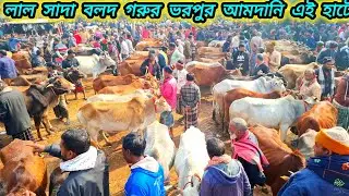 ১৮/০১/২৬/ আজকে লাল দেশাল বলদ গরুর ভরপুর আমদানি বলদ গরুর দাম জানুন জয়পুরহাট নতুন হাট #cow 