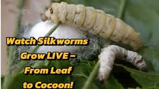 LIVE: Silkworm Life Cycle from Egg to Cocoon &ndash; Nature Unfolding!