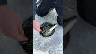 Giant Pike Through The Ice! #icefishing #shorts