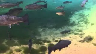 Pstruhy v jazere (trouts in the lake) chata pod certovicou