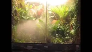 LuckyReptile Superfog