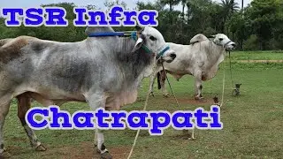 TSR infra Bheemudu and Chatrapathi bull's Thota Srinivasarao gari Bull's koppuravuru