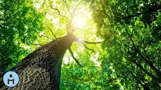 For&ecirc;t Tropicale 🌴 1 HEURE de Musique Apaisante, Detente et Bien &Ecirc;tre, Sons de Pluie et d'Oiseaux