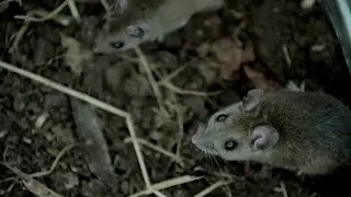 &lsquo;It&rsquo;s a takeover&rsquo;: Residents in Texas neighborhood say rats are invading their community