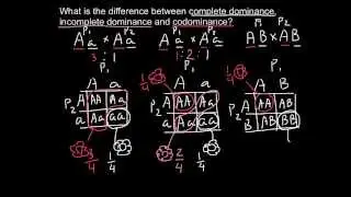 Complete, Incomplete Dominance and Codominance - difference explained