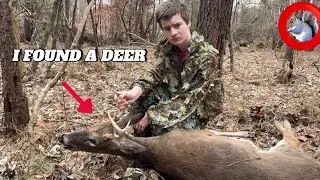 I found a dead DEER while squirrel hunting&hellip;..